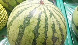 吃瓜 52每日大瓜视频,吃瓜52，揭秘娱乐圈幕后故事